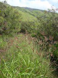 Image result for Chloris mossambicensis