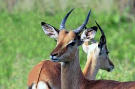 Antelopes are a group of hooved mammals within the family bovidae (the family also includes animals such as bison, buffaloes, sheep, goats and cattle). 16 Unique Type Of Antelope In Africa Wildlife Diversity Rhino Rest