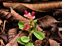 Image result for Achyrospermum