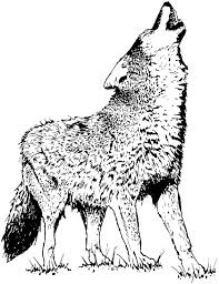 Download free printable coyote coloring pages picture. Coyote 4542 Animals Printable Coloring Pages