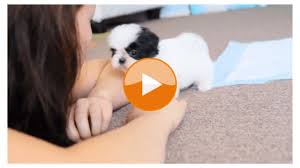 Looking for a shih tzu puppy? Cute Teacup Shih Tzu Puppy Playing With Owner Shih Tzu Daily