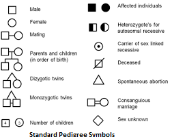 how can we draw pedigree chart of our family pls answr it