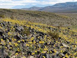 Death valley is a good example of the violence of nature. Death Valley Super Bloom
