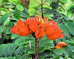 Image result for Allophylus lastoursvillensis