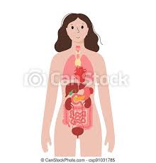 Diagram and all you need to know, vector art regions of female body eps clipart gg90812371 gograph, lower back anatomy and low back pain an female's internal reproductive organs are the vagina, uterus, fallopian tubes, cervix, and ovary. Internal Organs In Female Body Internal Organs In Woman Body Stomach Heart Kidney And Other Organs Medical Icon In Female Canstock