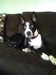 The good points and bad points to the personality of this mix will lead to further questions about the suitability of this dog as a family pet. Husky Great Dane I Ll Take It Husky Cross Breeds Unique Dog Breeds Great Dane Dogs