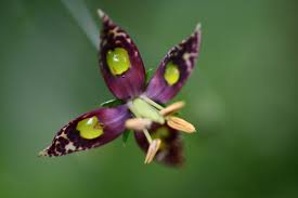 Image result for Swertia eminii