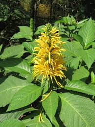 Image result for Justicia buchholzii