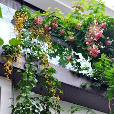 Make Your Balcony Green Garden Lively With Creepers Climbers Garden Talk Nurserylive Wikipedia Creepers Plants Plants Hanging Plants Diy