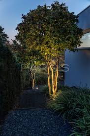 Beleuchtete Baume Beleuchtung Garten Garten Garten Hecken