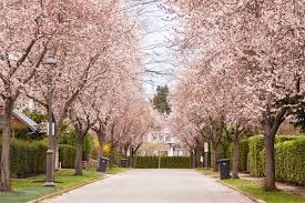 The Georgia Straight