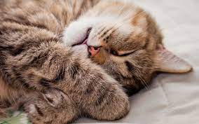 We did not find results for: 12 Gambar Comel Dan Lucu Kucing Tidur Azhan Co