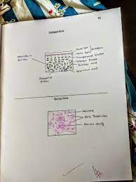 Connective Tissue Compact Bone Spongy Bone Kedokteran Sekolah Kedokteran Sekolah