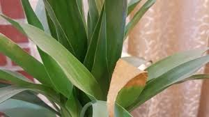 The lucky bamboo with one stalk represents truth or commitment. Why Are Lucky Bamboo Plant Leaves Turning Yellow All About Lucky Bamboo Plant