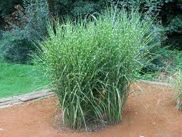 Super angebote für gracillimus miscanthus hier im preisvergleich. Miscanthus Sinensis Strictus Chinese Silver Grass Garden En Com