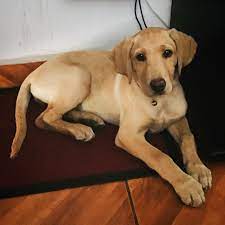 Coffee Labrador Femenina Color Rubio Dorado Amarillo Labrador Labrador Retriever Animals