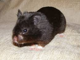 Black And White Syrian Hamster For Sale All About Syrian Teddy Bear Hamster House Care Toy Feeding Lifespan Bear Hamster Syrian Hamster Hamster