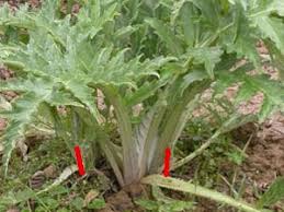 Plantation Et Multiplication De L Artichaut