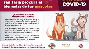 Últimas noticias sobre la pandemia, la vacuna y las restricciones. Exhorta Ayuntamiento De Oaxaca A Procurar El Bienestar Animal En Emergencia Sanitaria 18 30 H Adn Agencia Digital De Noticias Sureste