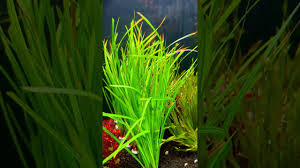 Image result for Cyperus spiralis