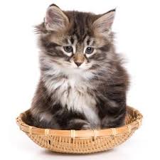 You can also choose from hand made cat siberian, as. Siberian Kittens For Sale From Top Siberian Cat Breeders Siberian Kittens Cat Breeder Siberian Cat Breeders