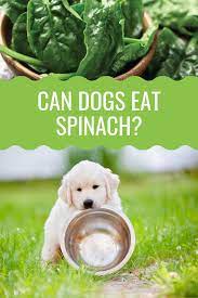 Can Dogs Eat Spinach Barking Royalty Can Dogs Eat Dog Eating Dogs