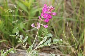 Image result for Hedysarum