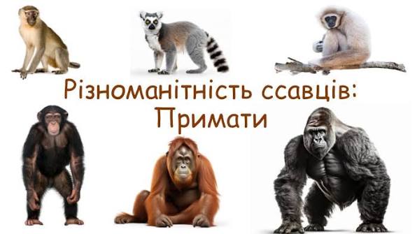 https://encrypted-tbn0.gstatic.com/images?q=tbn:ANd9GcSOhH9WZrOAlBhfo9Ip9SuiSrkk71mPVuwudaFWwZhNXA&s=10