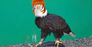 Players can choose to customize their nicknames using the we have compiled a list of a few nickname options for free fire players. 15 Bald Eagles Wearing Wigs