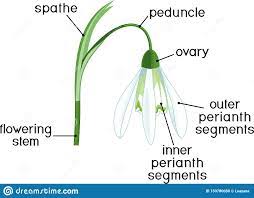 Parts Of Flower Morphology Of Galanthus Nivalis Or Common Snowdrop Flower With Titles Stock Vector Illustration Of Phytomorphology Isolated 153780050