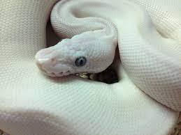 Blue Eyed Leucistic Ball Python Blue Eyed Lucy Ball Python Pet Id Animals