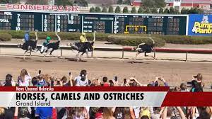 Watch a stressed zebra pace. Massive Crowd Fills Fonner Park To See Camels And Ostriches Race Sandhills Express