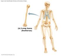 This pages lists human bones and shows their positions on a diagram. 2015 Pearson Education Inc Ppt Download