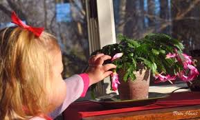 The easter cactus (rhipsalidopsis gaertneri) blooms in the spring and sometimes again in the fall around halloween. Is It A Thanksgiving Or Christmas Cactus Bren Haas