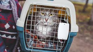 It's easiest to crate train your cat when they're young. Traveling With Your Cat We Ve Got Some Tips Animal Humane Society