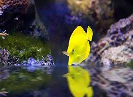 Yellow Tang Caring For This Saltwater Fish In A Reef Tank In 2020 Saltwater Aquarium Fish Reef Tank Saltwater