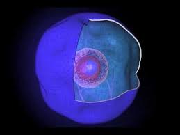 For each image, sketch the cell that is highlighted and identify the stage the cell is in. Plant Cell Orgin Nucleus Youtube