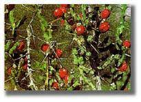 If you wonder whether pruning a christmas cactus is possible, the answer is yes. Desert Christmas Cactus