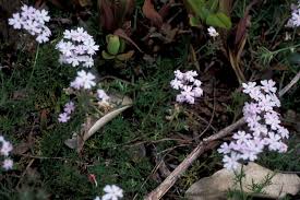Image result for Verbena aristigera