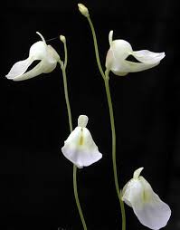 Image result for Genlisea hispidula