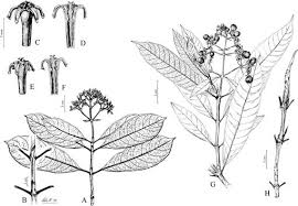 Image result for Sabicea dinklagei