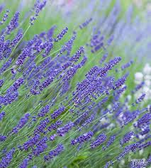 This perennial plant prefers at least 6 hours of direct sun per day and grows best in alkaline soil with a ph between 7 and 8. How To Grow Lavender For Heavenly Scents And Sensations Better Homes Gardens