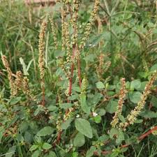 Image result for Amaranthus spinosus