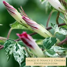 Image result for Ipomoea ephemera