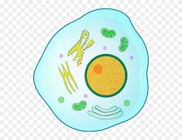 Whether plant, animal or bacterium: Animal Cell Clip Art Png Download 3812116 Pinclipart