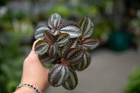 Pilea Cadierei Pan Am Plants Houseplants Chinese Money Plant
