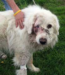 Great pyrenees puppies your resource for great pyrenees breeders. This Is What Happend When Someone Gave Their Family Dog For Free On Craigslist Family Dogs Great Pyrenees Dogs