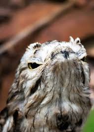 Bird With Big Eyes 30 Potoo Facts The Bird Behind The Meme 7 Potoo Species Tons Of Photos Weird Birds Nocturnal Birds Pet Birds