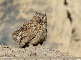 Image result for Bubo