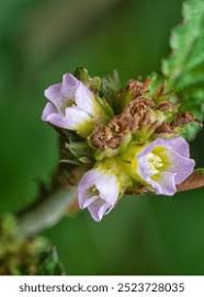 Image result for Melochia corchorifolia